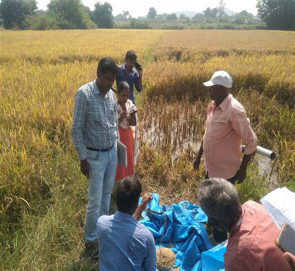 Peddapalli District - Peddapalle Division                                                                                                                                                                                                                  - Crop Cutting Expts.,                                                                                                                                   - Attended PMFBY Paddy supervision at Mallapur village of Dharmaram Mandal                                                                                                                                                                                        - dt.13/11/2019          